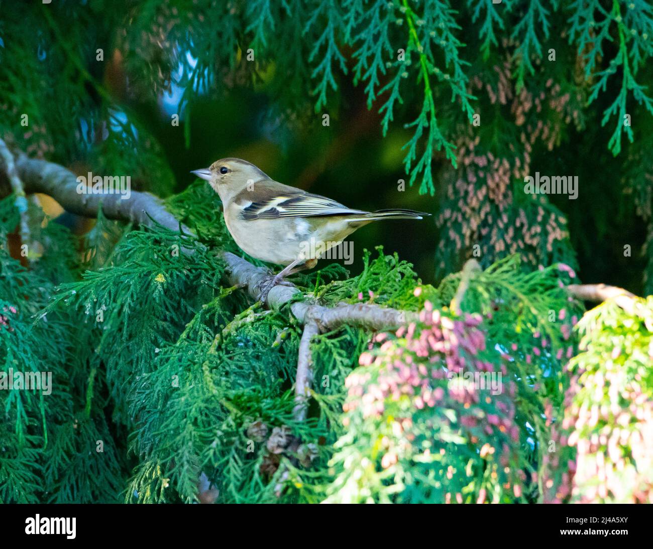 Une femme Chaffinch, Chipping, Preston, Lancashire, Royaume-Uni Banque D'Images