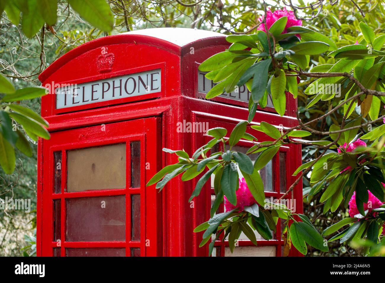 Un téléphone rouge et des fleurs, Windermere, le Lake District, Cumbria, Royaume-Uni. Banque D'Images