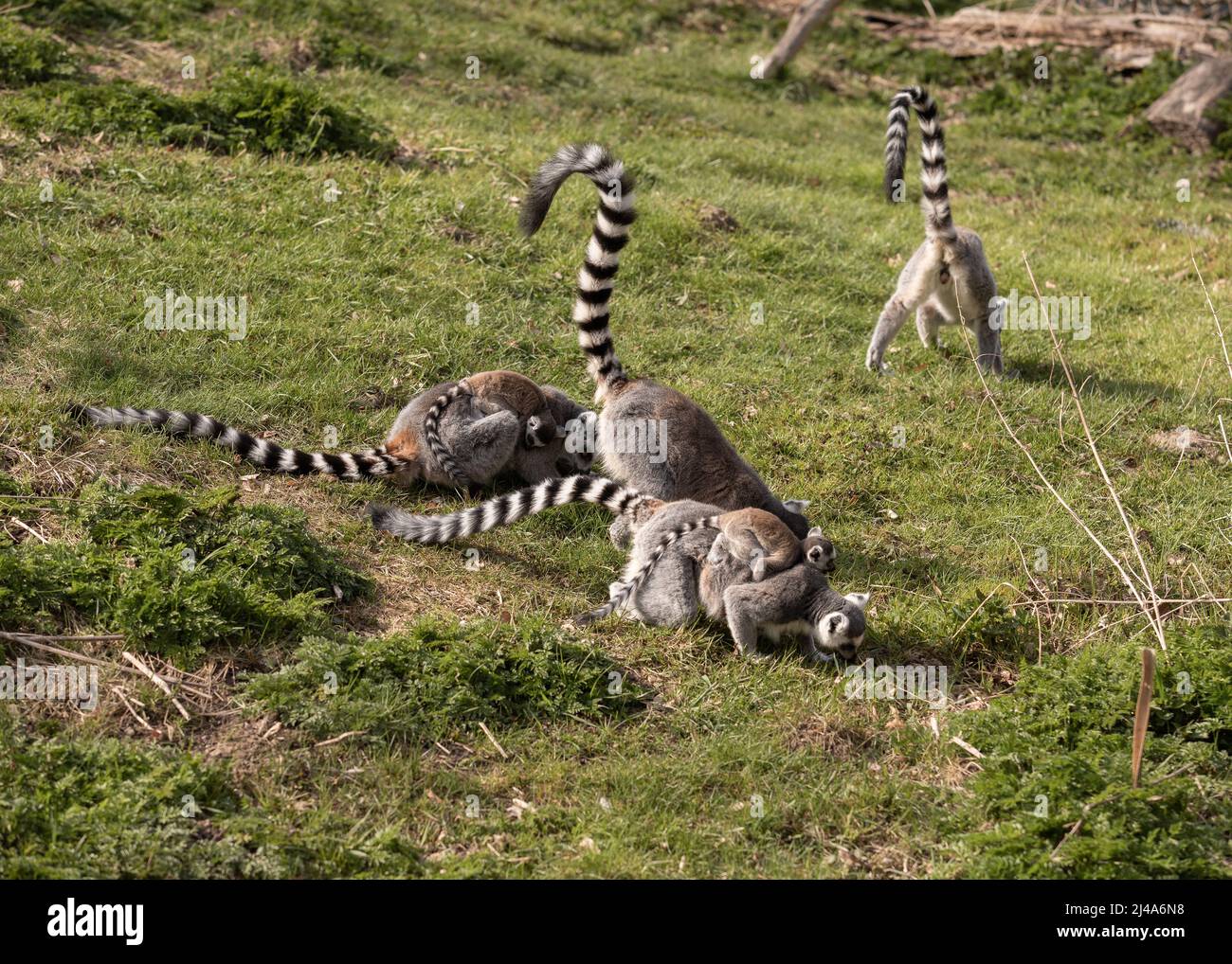Un lémurien a son cub sur son dos et traverse un champ vert. Banque D'Images