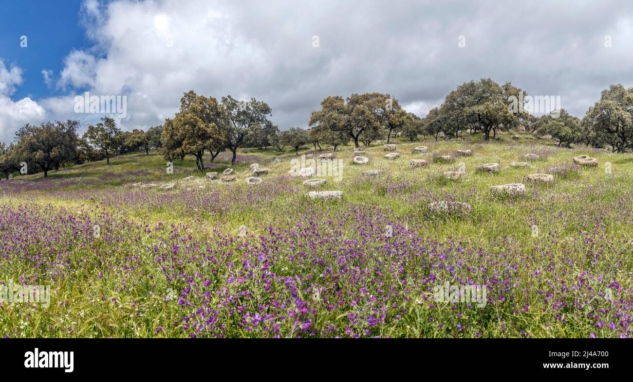 Mangeoires en granit, parc naturel de la Sierra de Andujar, province de Jaen, Andalousie, Espagne Banque D'Images