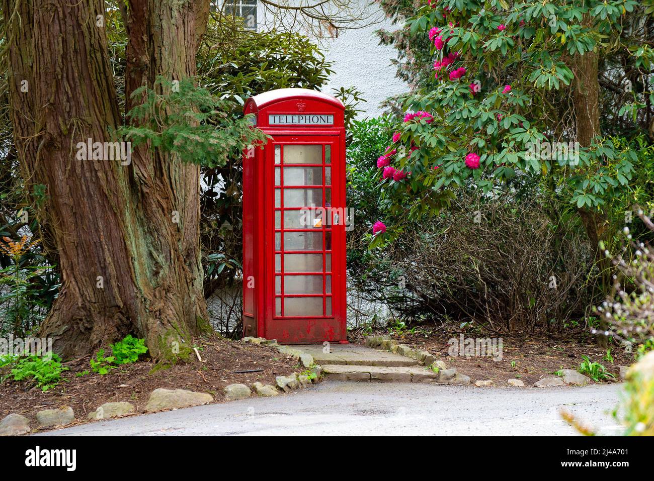 Un téléphone rouge et des fleurs, Windermere, le Lake District, Cumbria, Royaume-Uni. Banque D'Images