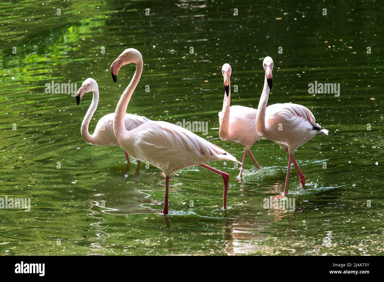 Quatre Flamingos roses - Phoenicoptériformes stand dans l'eau de l'étang. Ils se sont wade dans l'eau et ont la chasse à la nourriture. Son image est reflétée dans l'eau Banque D'Images