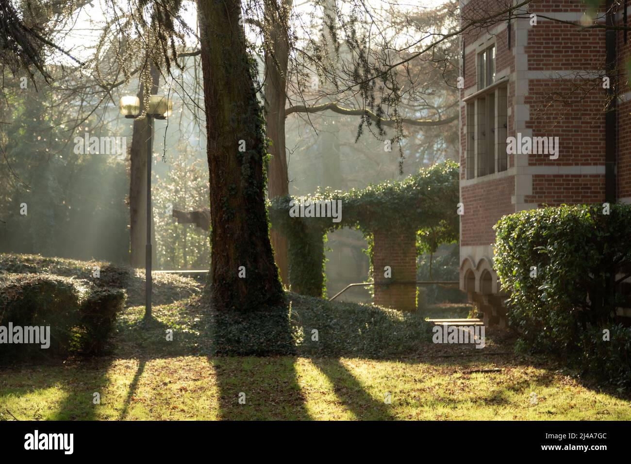 le soleil d'hiver bas jouant dans un jardin Banque D'Images