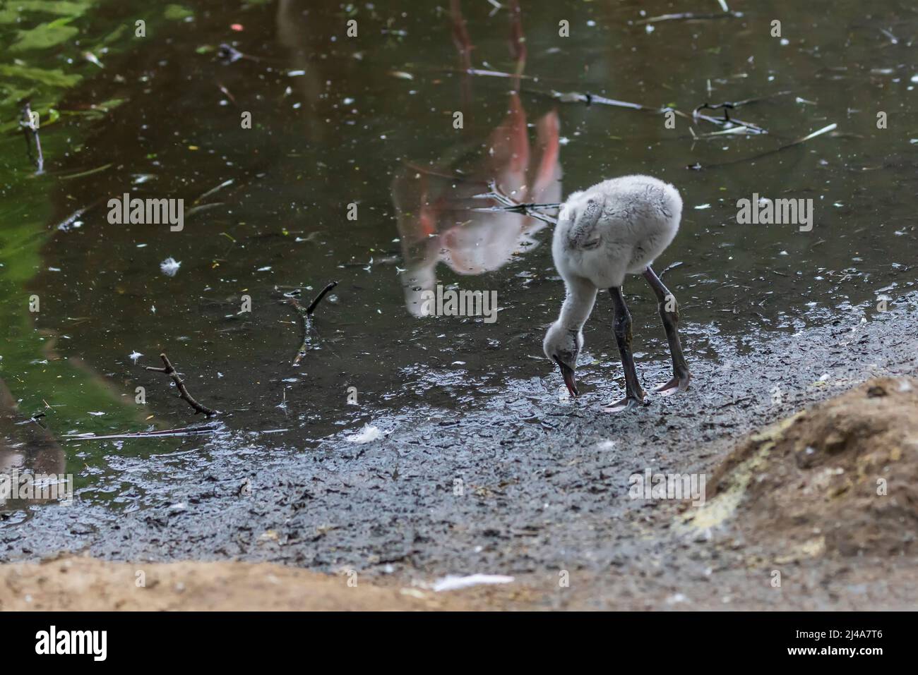 Rose Flamingo - Phoenicopterus roseus gris cub se trouve dans la boue sur le bord de l'étang. Banque D'Images