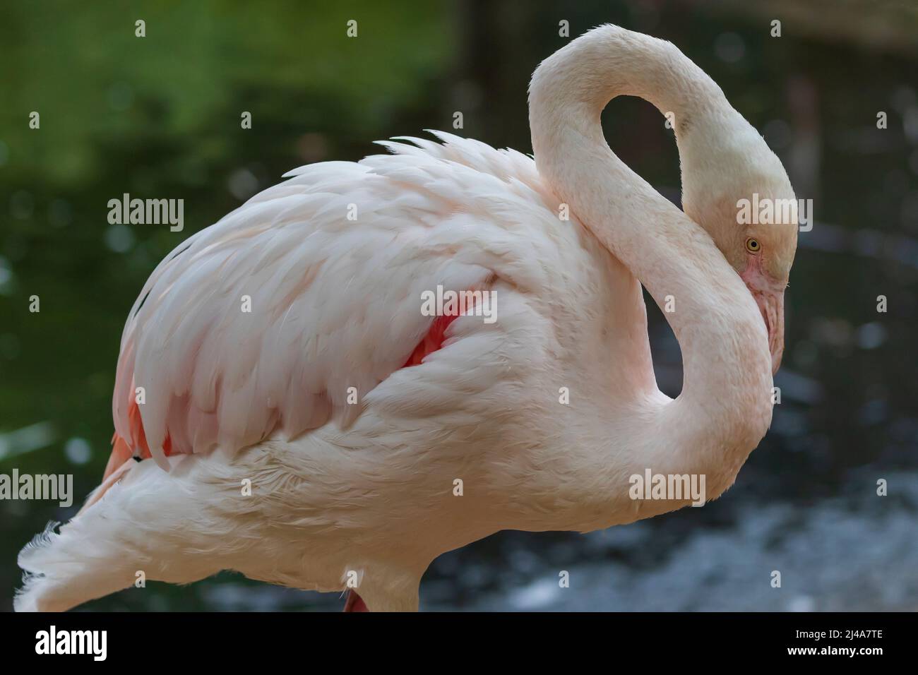 Pink Flamingo - Phoenicopterus roseus se dresse dans l'eau. Banque D'Images