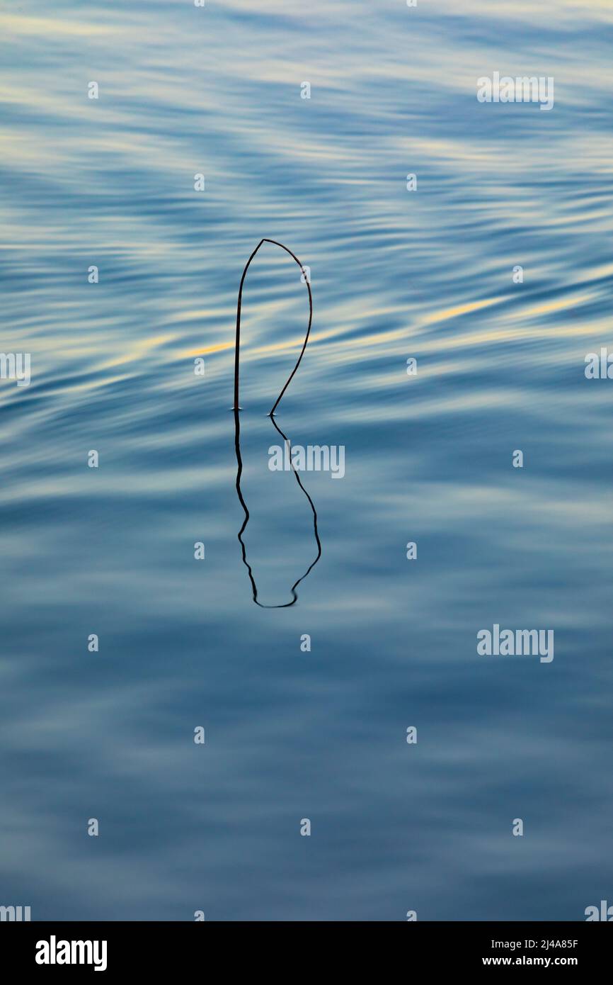 Roseau formant une lettre 'B' shappe avec sa réflexion Banque D'Images