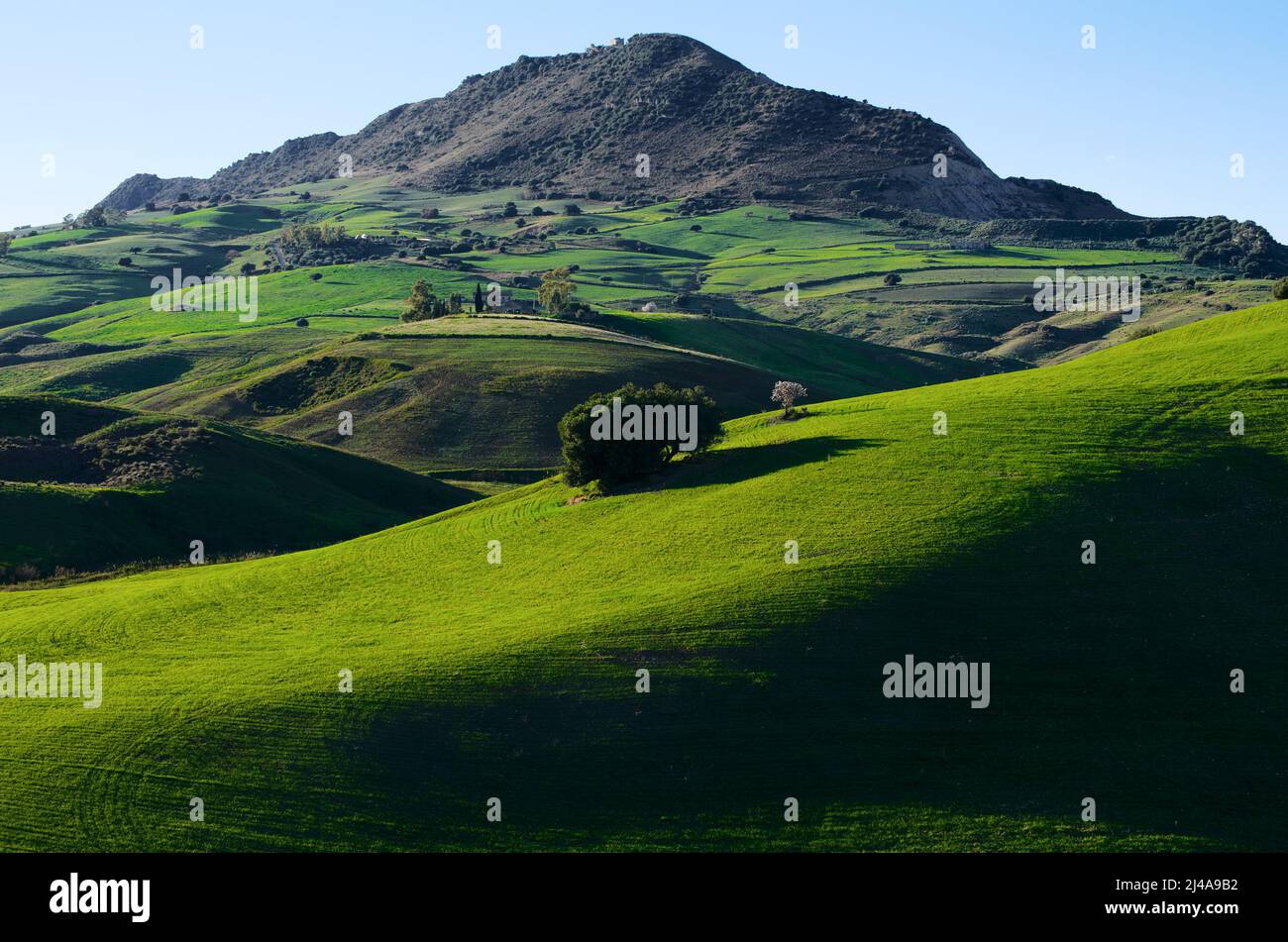 Paysage de campagne de Sicile avec arbre seul sur des collines ondoyantes Banque D'Images