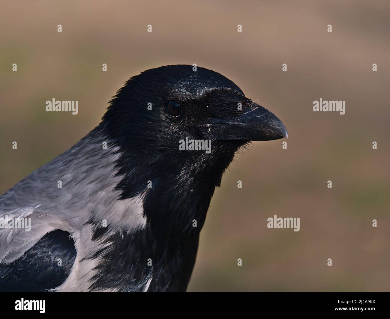 Belle vue rapprochée de la tête d'un oiseau de corbeau de charrion (Corvus corone) dans un parc de la ville de Vienne, Autriche. Concentrez-vous sur l'œil animal avec le bokeh. Banque D'Images