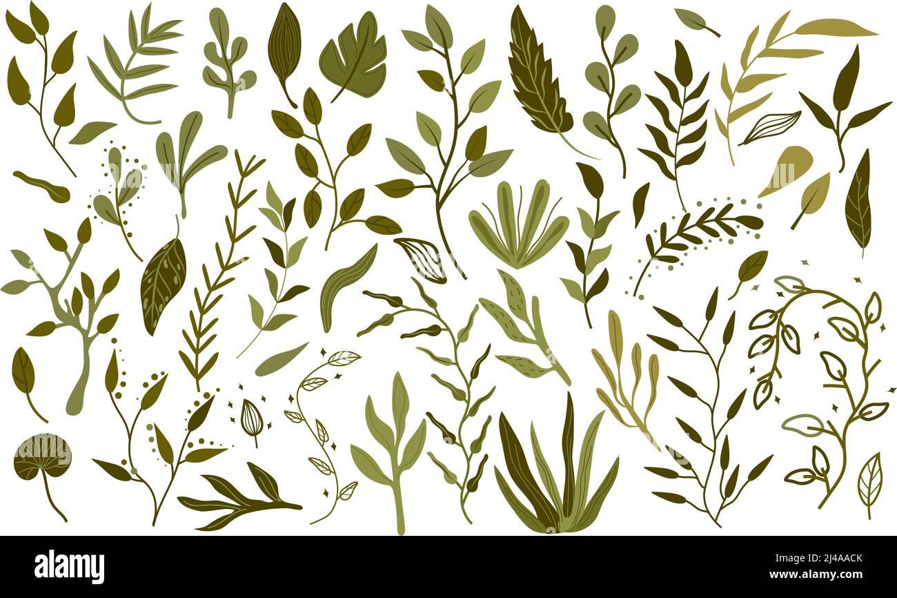 Grand ensemble botanique de feuilles vertes, branches, herbes et feuilles décoratives. Feuillage vert vif dans le style boho. Collection Botany pour mariage, carte, bannière, salutations. Illustration vectorielle. Illustration de Vecteur