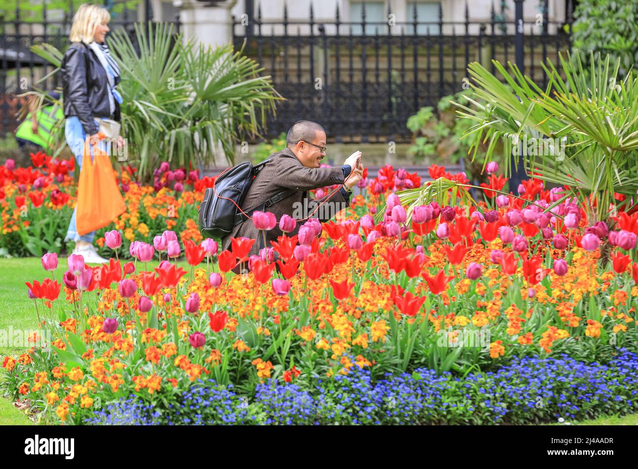 Londres, Royaume-Uni. 13 avril 2022. Les gens admirent et photographient les magnifiques expositions de fleurs avec des tulipes et d'autres fleurs printanières à Whitehall Gardens, Westminster aujourd'hui, par une journée chaude et partiellement ensoleillée à Londres. Crédit : Imageplotter/Alamy Live News Banque D'Images