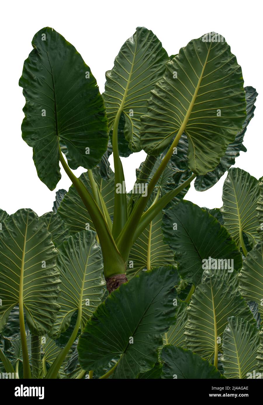 Feuilles vertes en forme de coeur d'oreille d'éléphant ou de Taro géant (espèce d'Alocasia), plante de jardin de feuillage de forêt tropicale isolée sur fond blanc avec Banque D'Images