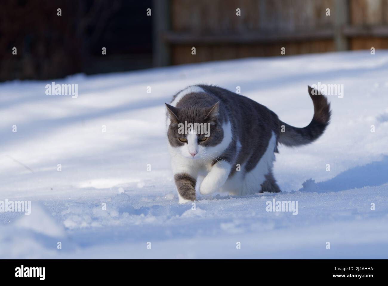 Stafan chat marchant dans la neige Banque D'Images