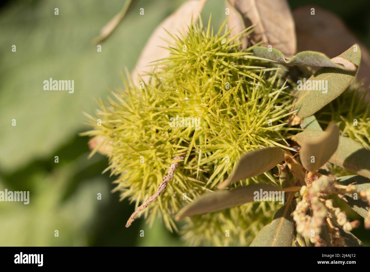 Bractées vertes catons racémoses pistillées obscurs de Chrysolepis sempervirens, Fagaceae, arbuste indigène dans les montagnes de San Bernardino, été. Banque D'Images
