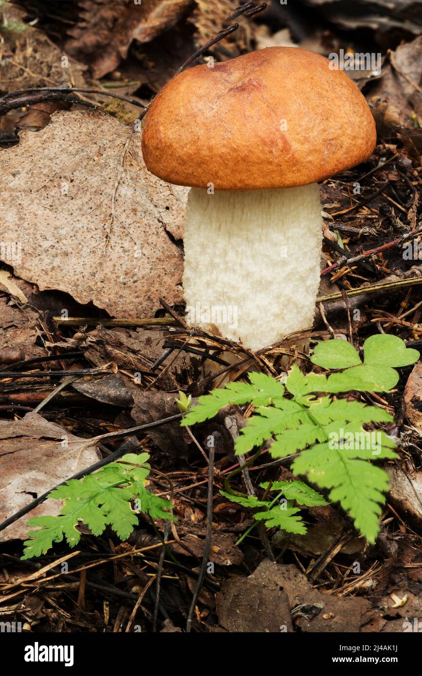 Faune d'Europe - champignons comestibles et non comestibles poussant en forêt. Banque D'Images