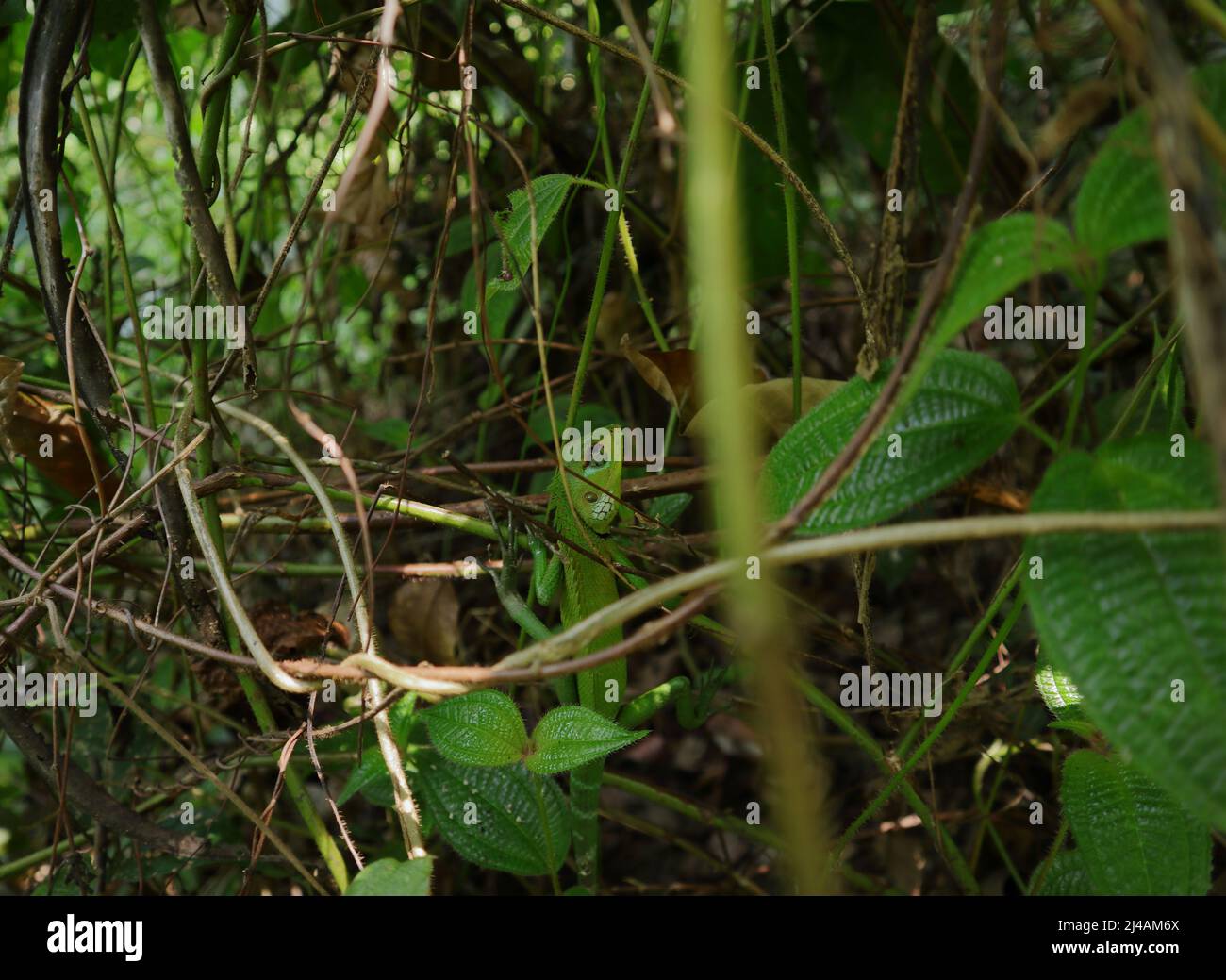 Vue en grand angle d'un lézard vert de forêt (calotes calotes) donnant vers le haut tout en étant assis au sommet d'une plante Miconia Crenata Banque D'Images