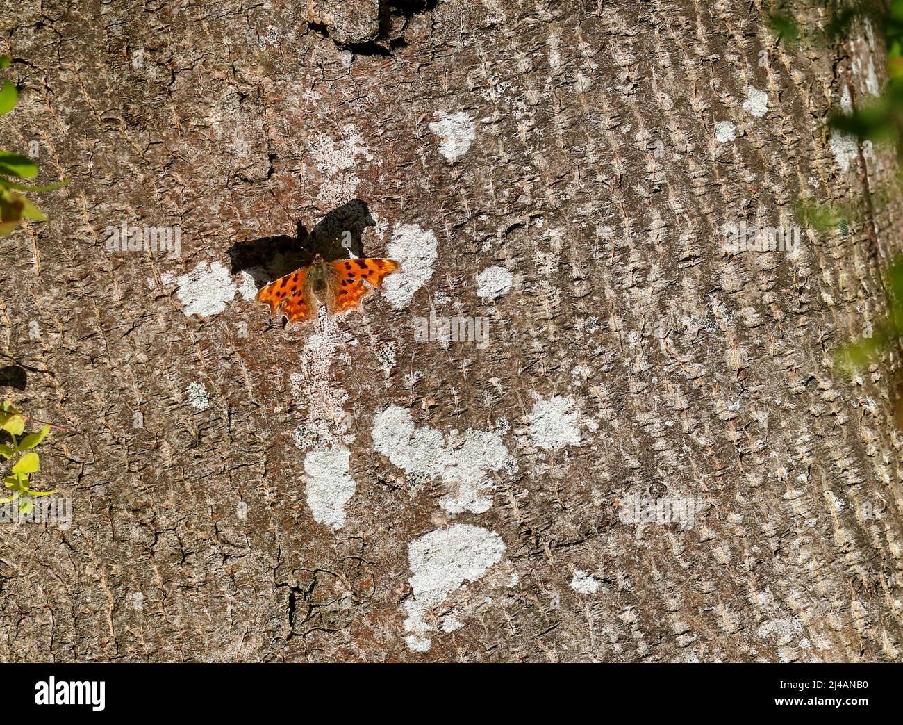 Le papillon virgule 'Polygonia c-album' avec des ailes ouvertes projette l'ombre sur l'écorce des arbres. Orange rouge coloré avec bords festonnés. Printemps à Dublin, Irlande Banque D'Images