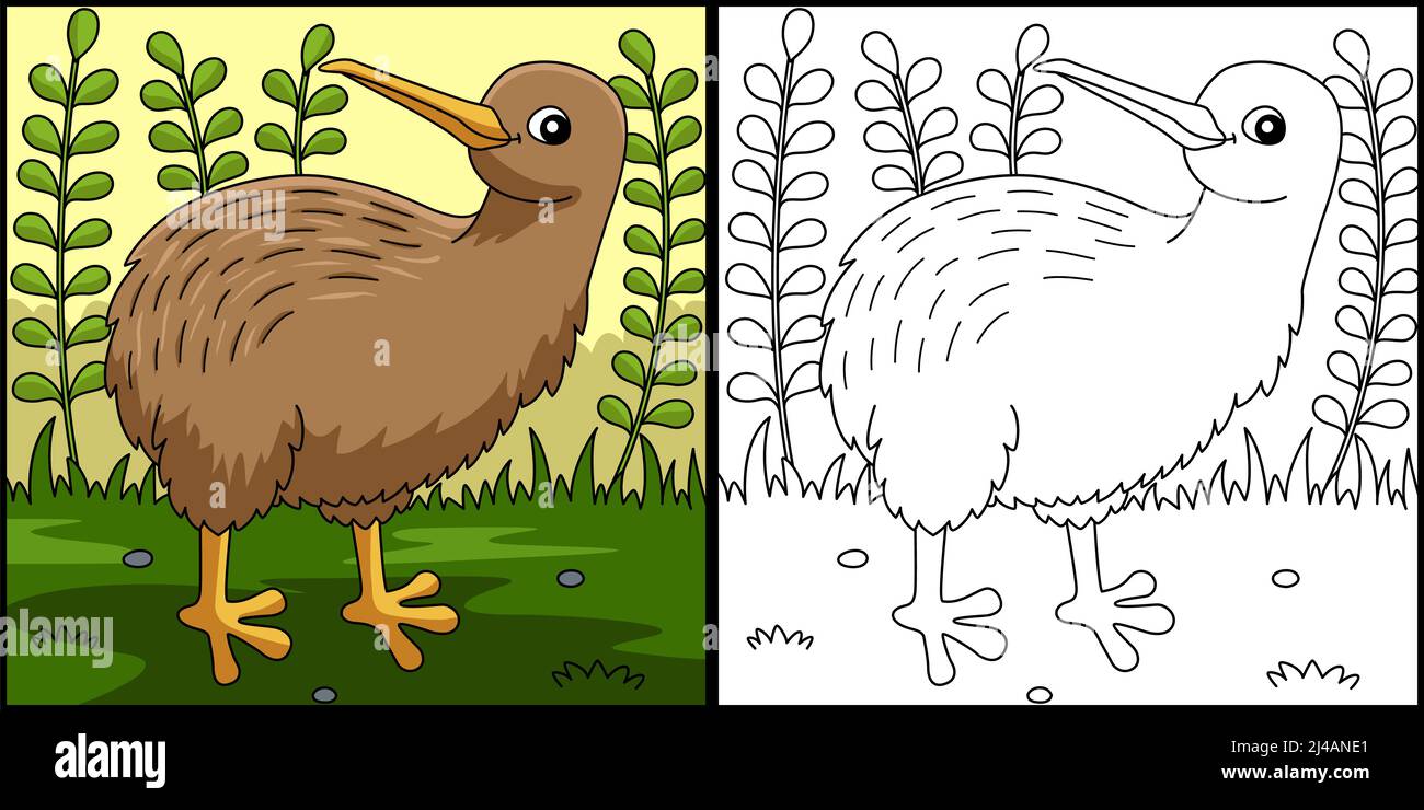Kiwi Animal coloriage page Illustration colorée Illustration de Vecteur