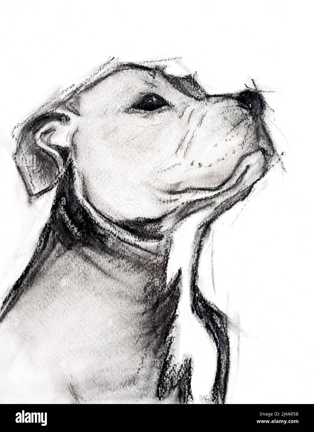 Noyau Bull Terrier dessin noir et blanc avec un charbon de bois. Illustration numérisée d