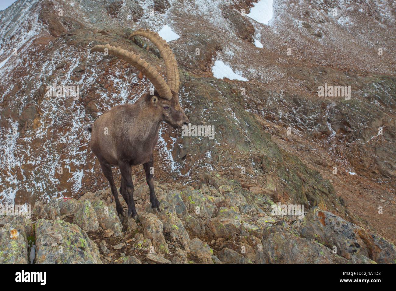 Portrait d'un mâle ibex alpin sur une crête rocheuse Banque D'Images