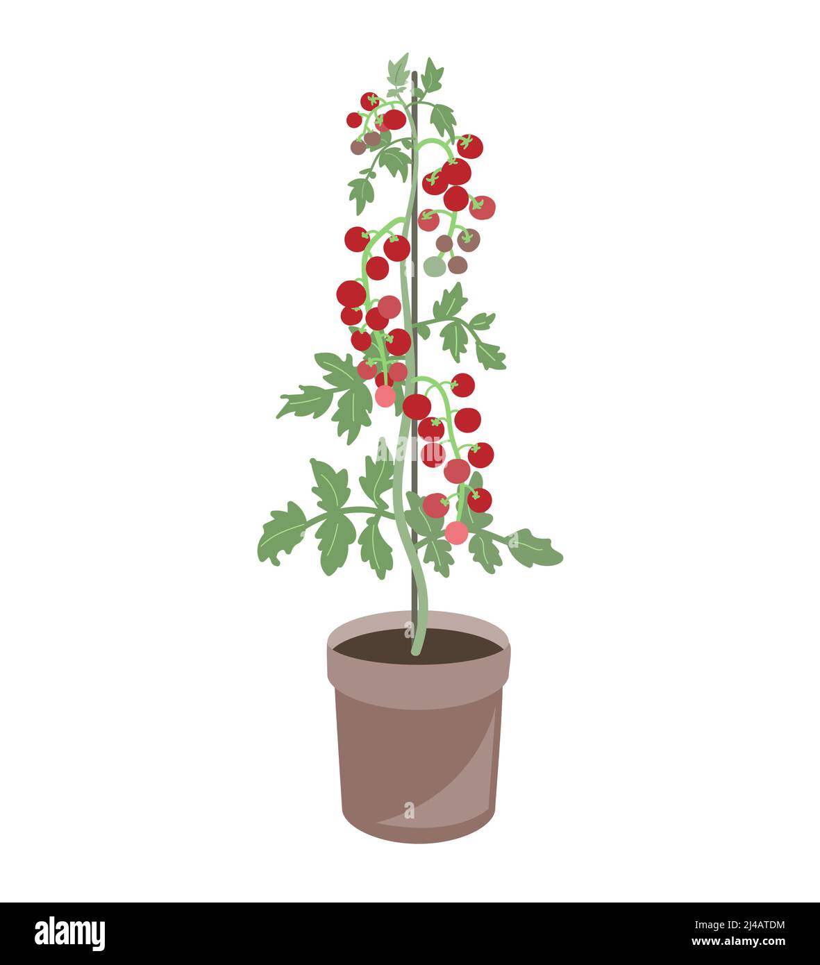 Plante de tomate de cerise dans un pot de fleur. Illustration vectorielle isolée sur blanc Illustration de Vecteur