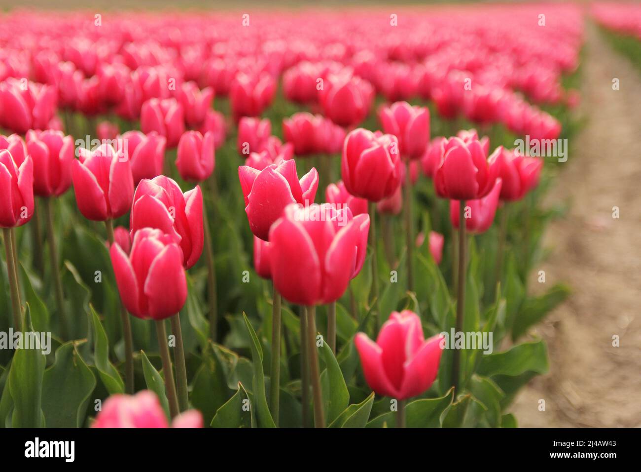 magnifiques tulipes rouges avec un bord blanc de gros plan dans un champ de bulbes en hollande au printemps Banque D'Images
