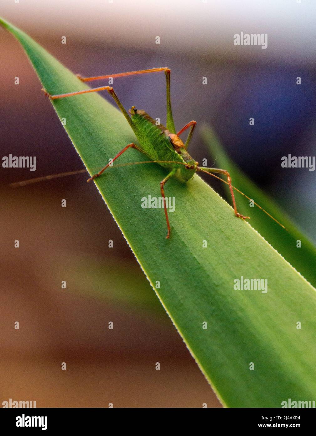 Un grasshopper commun encore sur la feuille d'une plante Yucca, antenne dehors prête pour les prédateurs, tout en se réchauffant au soleil. Banque D'Images