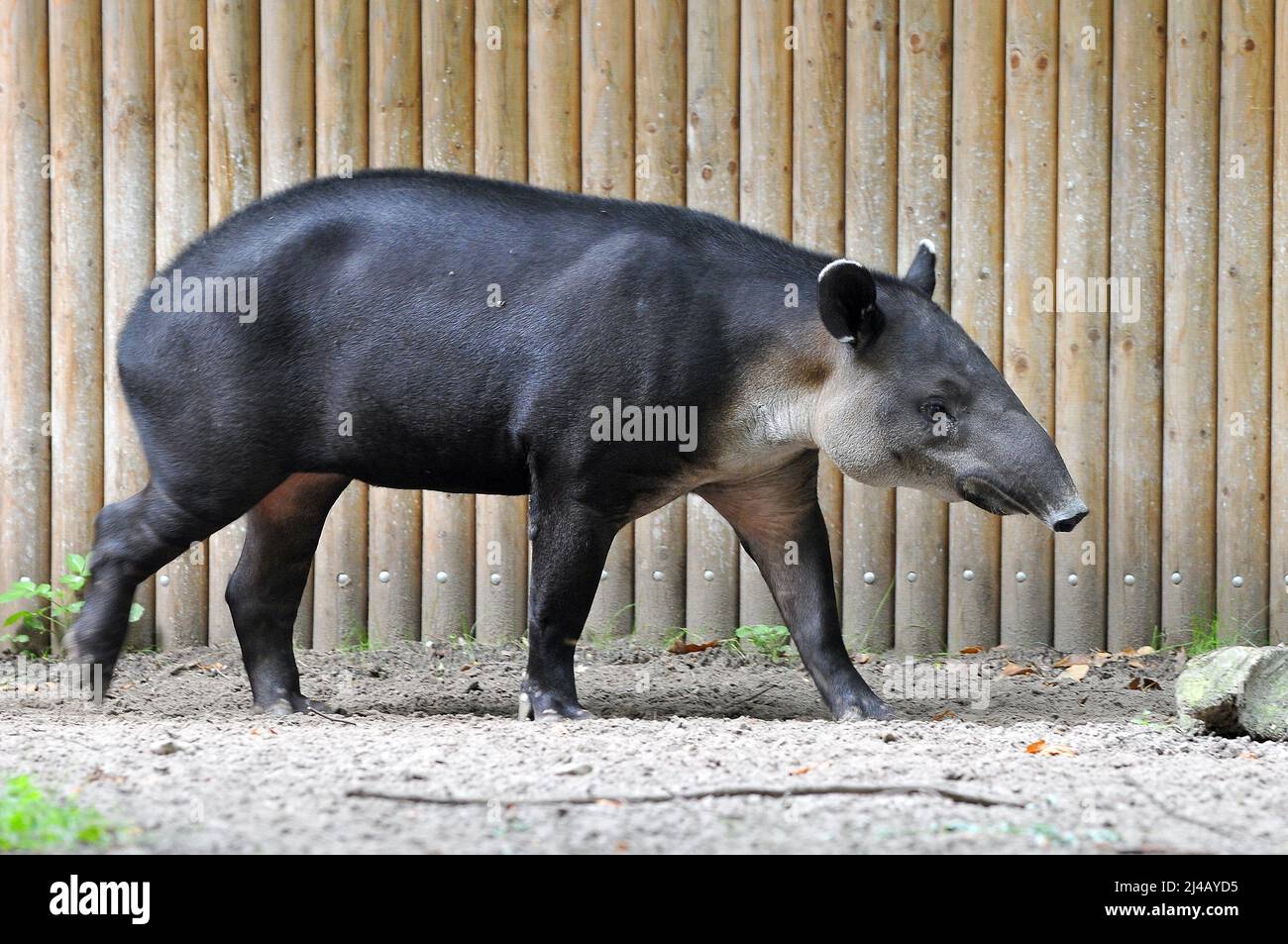 Baird's tapir, Central American tapir, Mittellamerikanischer Tapir, Baird-Tapir, Tapirus bairdii, közép-amerikai tapír Banque D'Images