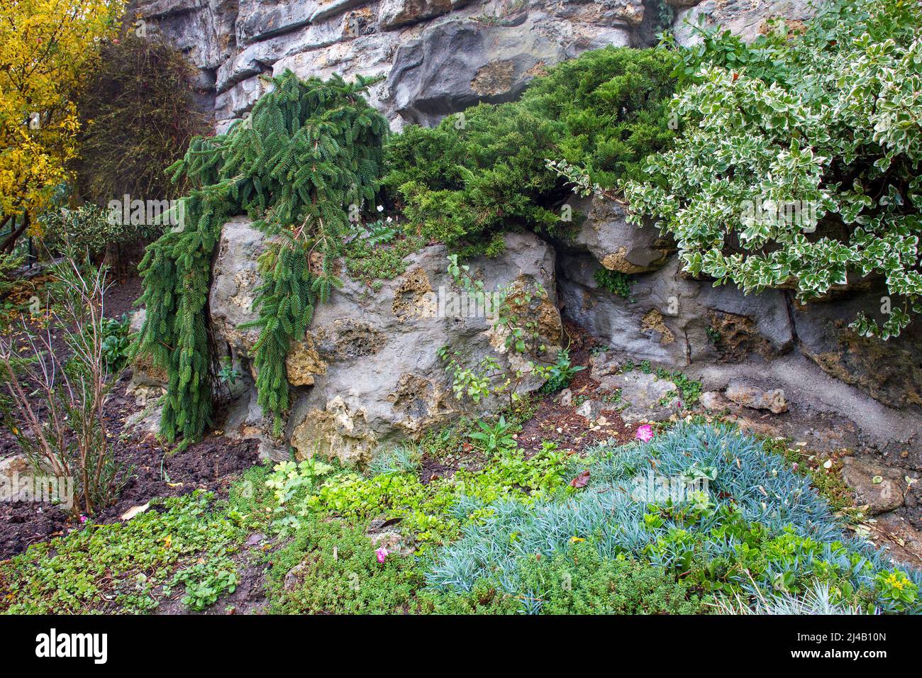 Beauté de la nature - forme de pleurements d'épicéa et d'autres plantes sur les rochers dans le parc à côté de la basilique du Sacré-cœur à Paris - fin octobre dans le quartier de Montmartre Banque D'Images