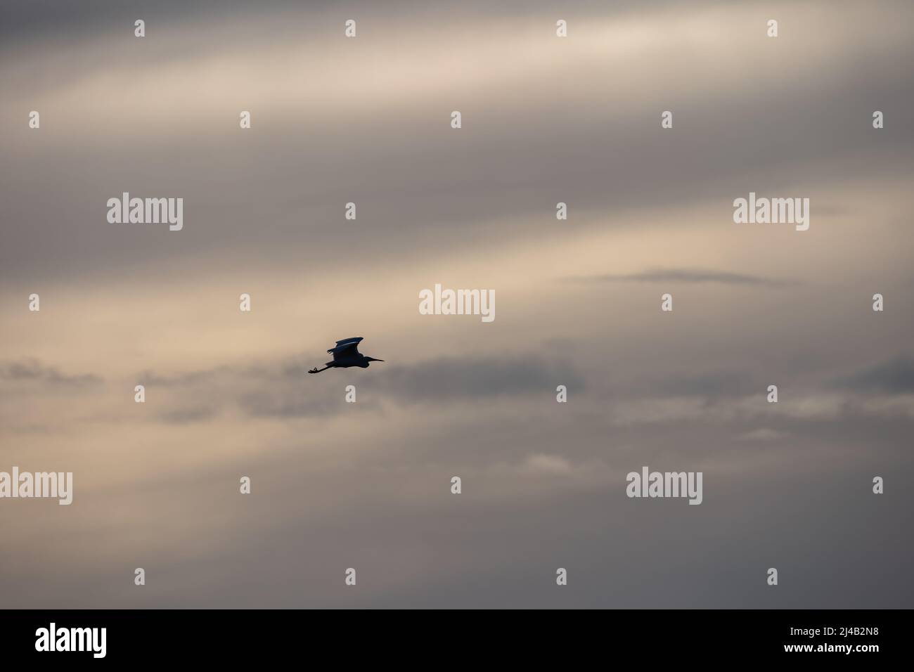 Héron isolé et migrant, Ardea purpurea envolez-vous contre le ciel sur la plage de Rivedoux, île RE, France. Copier l'espace pour le texte Banque D'Images