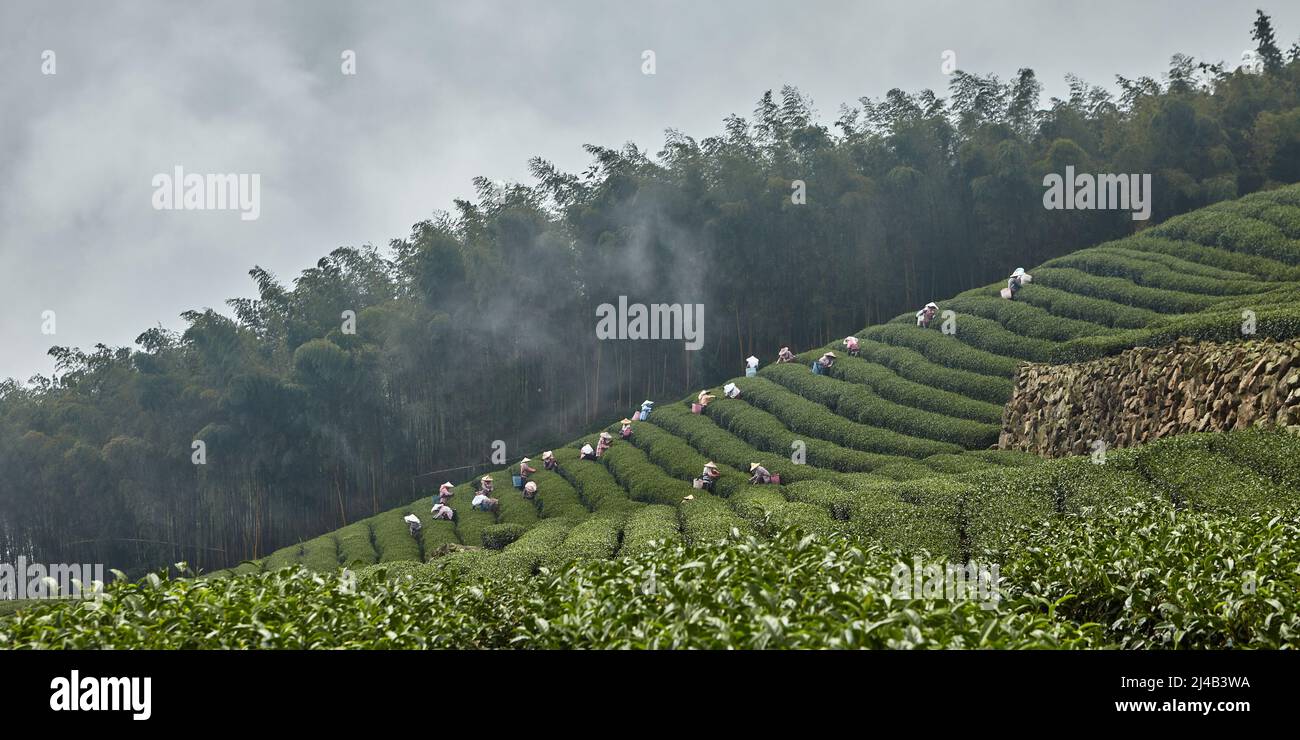 Rassemblement manuel de feuilles de thé dans la montagne d'Alishan, Taïwan. Voici les conditions les plus optimales pour la culture du thé Banque D'Images