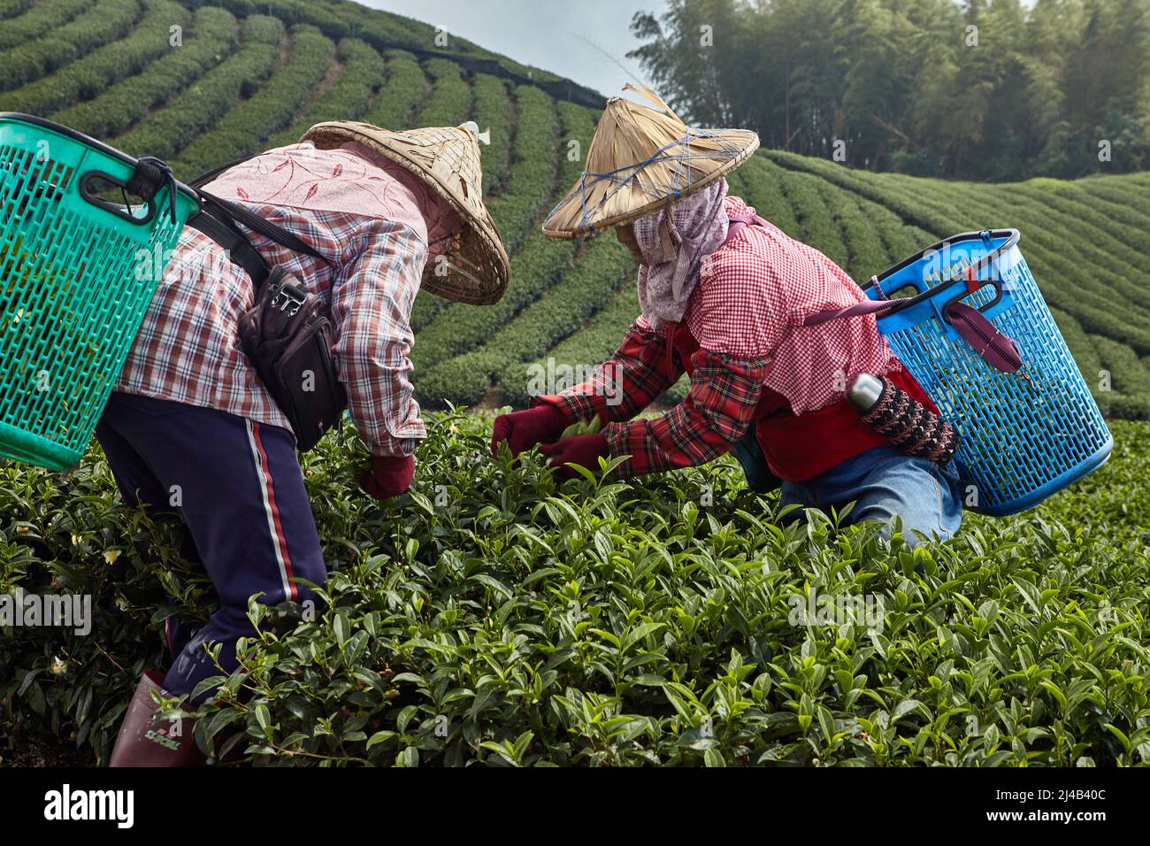 Les femmes taïwanaises en grands chapeaux rassemblant des feuilles de thé d'occasion. C'est une vieille méthode écologique traditionnelle Banque D'Images