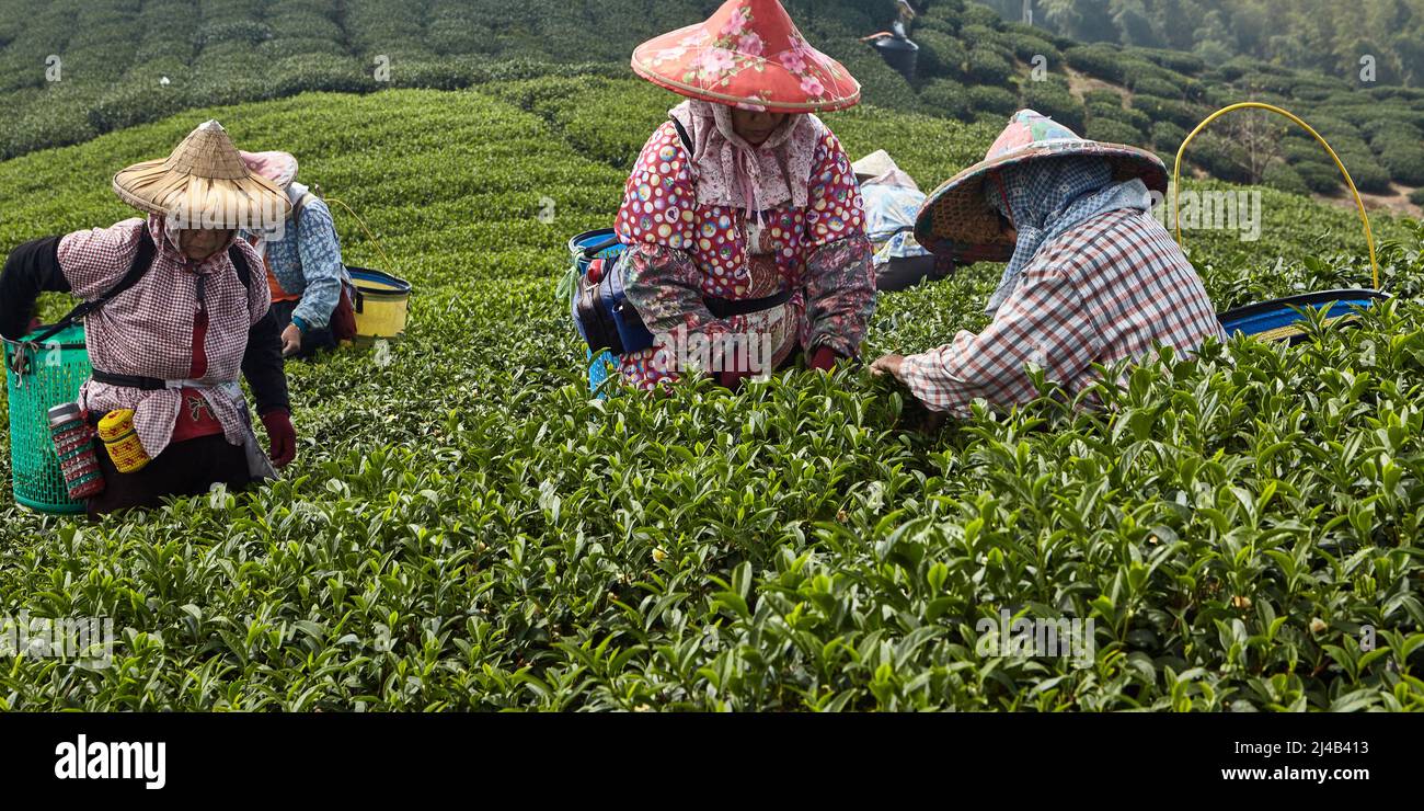 Les femmes taïwanaises en grands chapeaux rassemblant des feuilles de thé d'occasion. C'est une vieille méthode écologique traditionnelle Banque D'Images