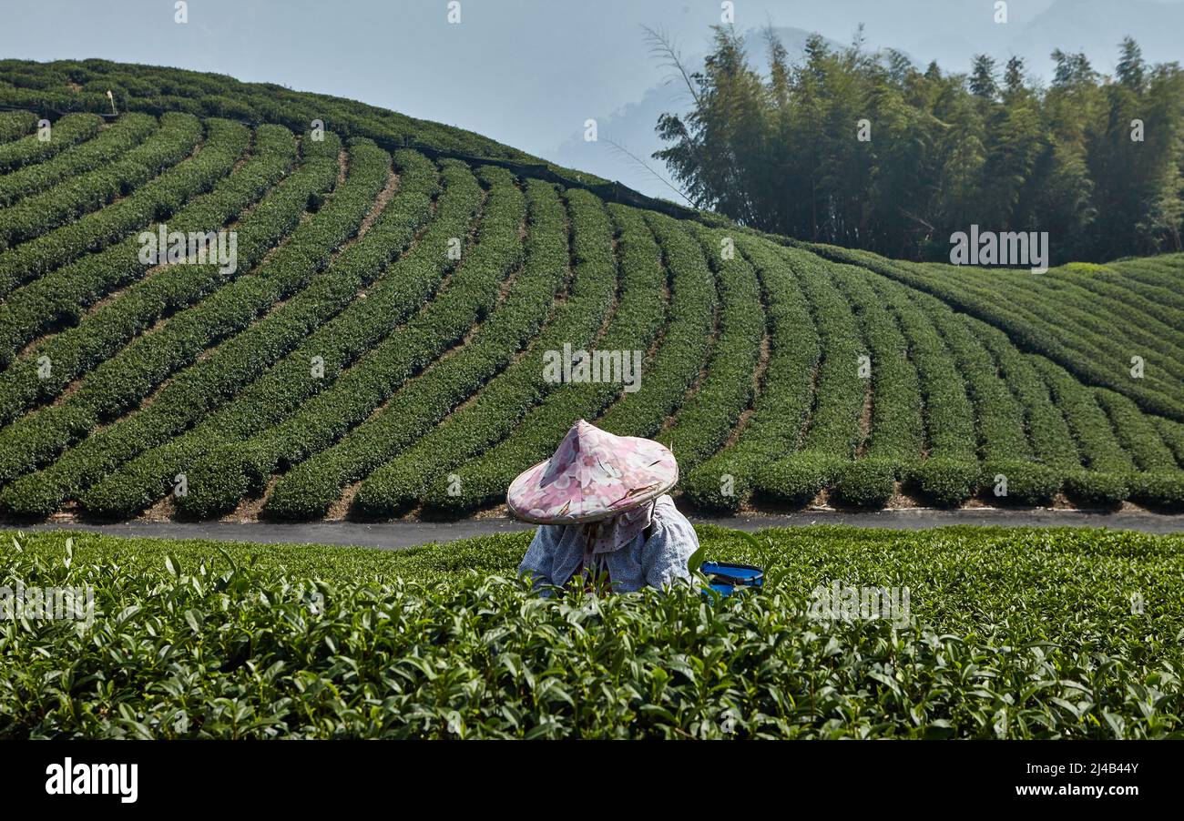 Rassemblement manuel de feuilles de thé dans la montagne d'Alishan, Taïwan. Voici les conditions les plus optimales pour la culture du thé Banque D'Images