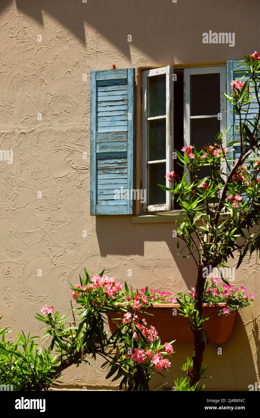 La lauriers-roses fleuris sur le seuil de la fenêtre d'une maison rurale dans le sud de la France Banque D'Images