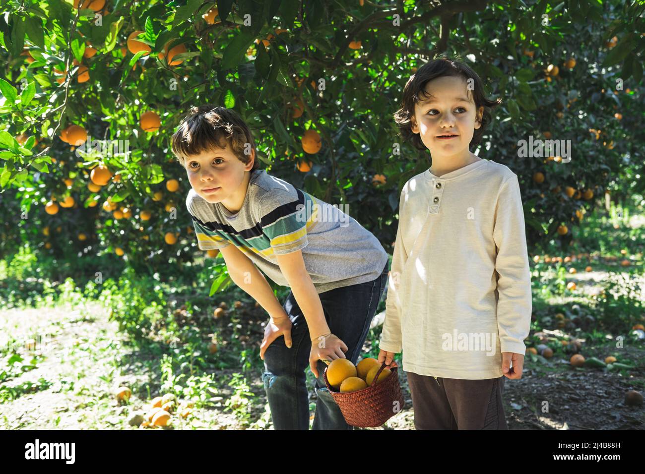 Les garçons avec des paniers en osier dans leurs mains cueillez les oranges d'un arbre. Banque D'Images