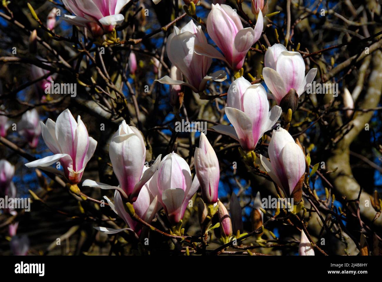 Le magnolia est en fleur au printemps dans le jardin domestique de banlieue, Kent Banque D'Images