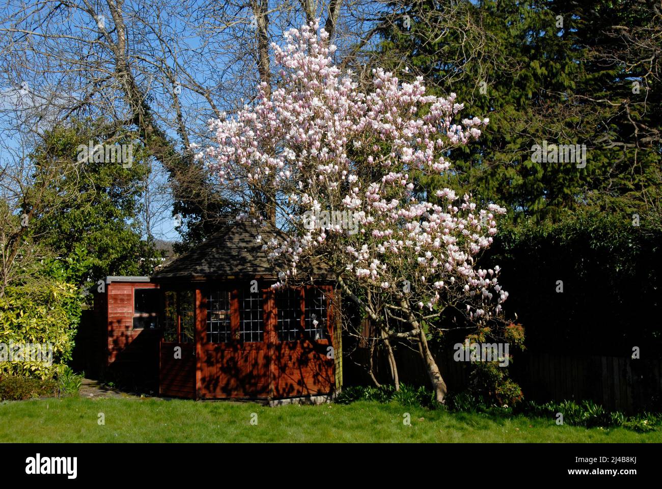 Le magnolia est en fleur au printemps dans le jardin domestique de banlieue, Kent Banque D'Images