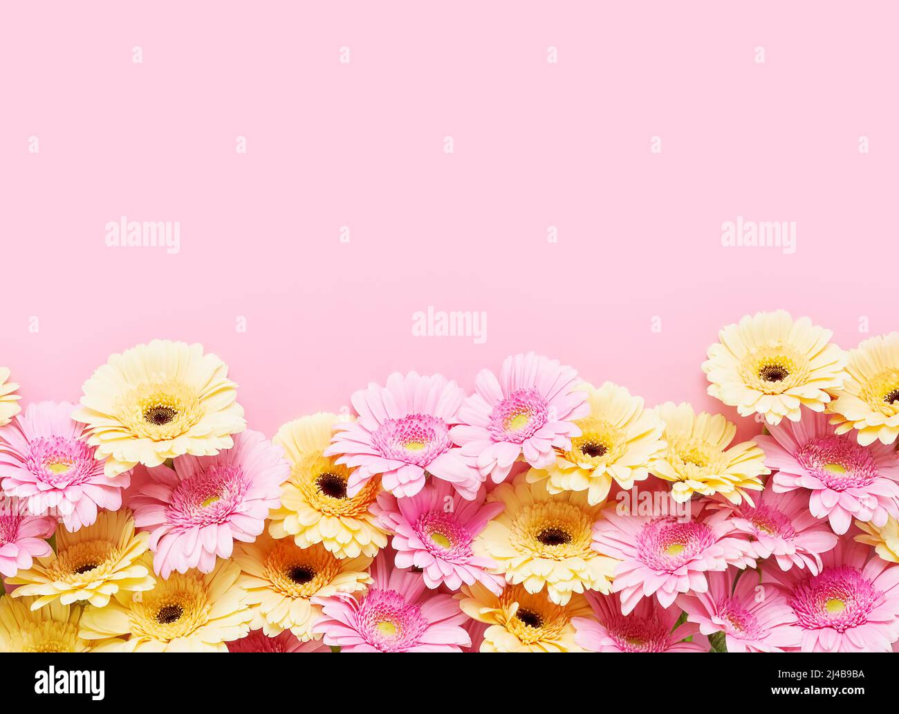 Bordure de gerberas rose et jaune sur fond rose. Fête des mères, jour de la Saint-Valentin, concept d'anniversaire. Vue de dessus, espace de copie pour le texte Banque D'Images