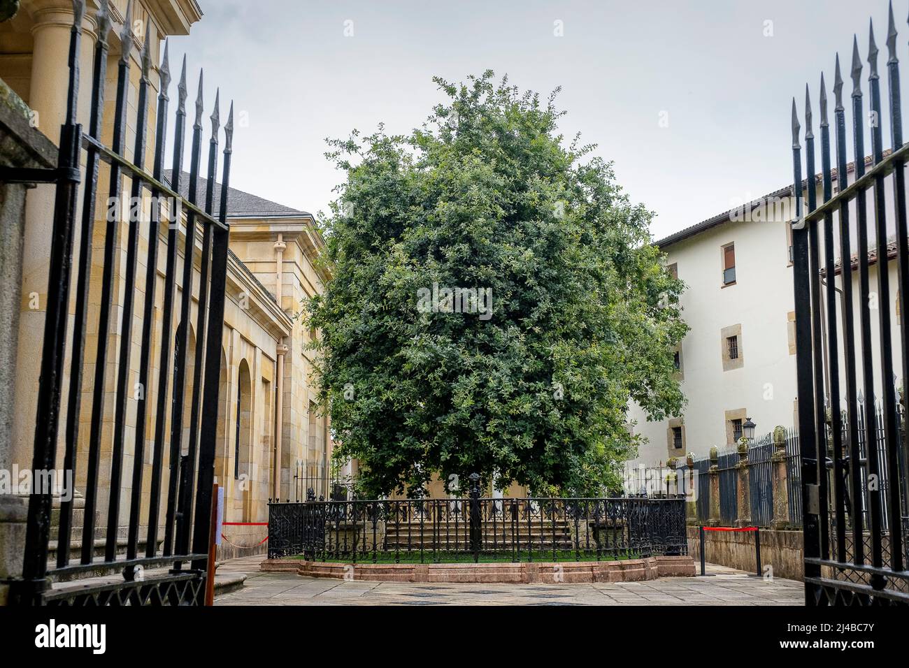 L'Arbre de Gernika en dehors de la maison (Casa de las Juntas), Gernika (Guernica), Biscaye, Pays Basque, Espagne Banque D'Images