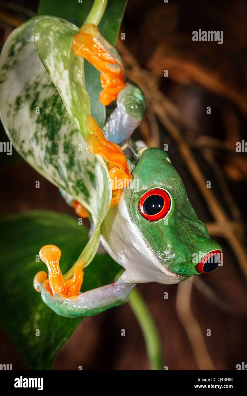 La grenouille d'arbre à œil rouge monte sur la feuille de plante en bas de sa tête Banque D'Images