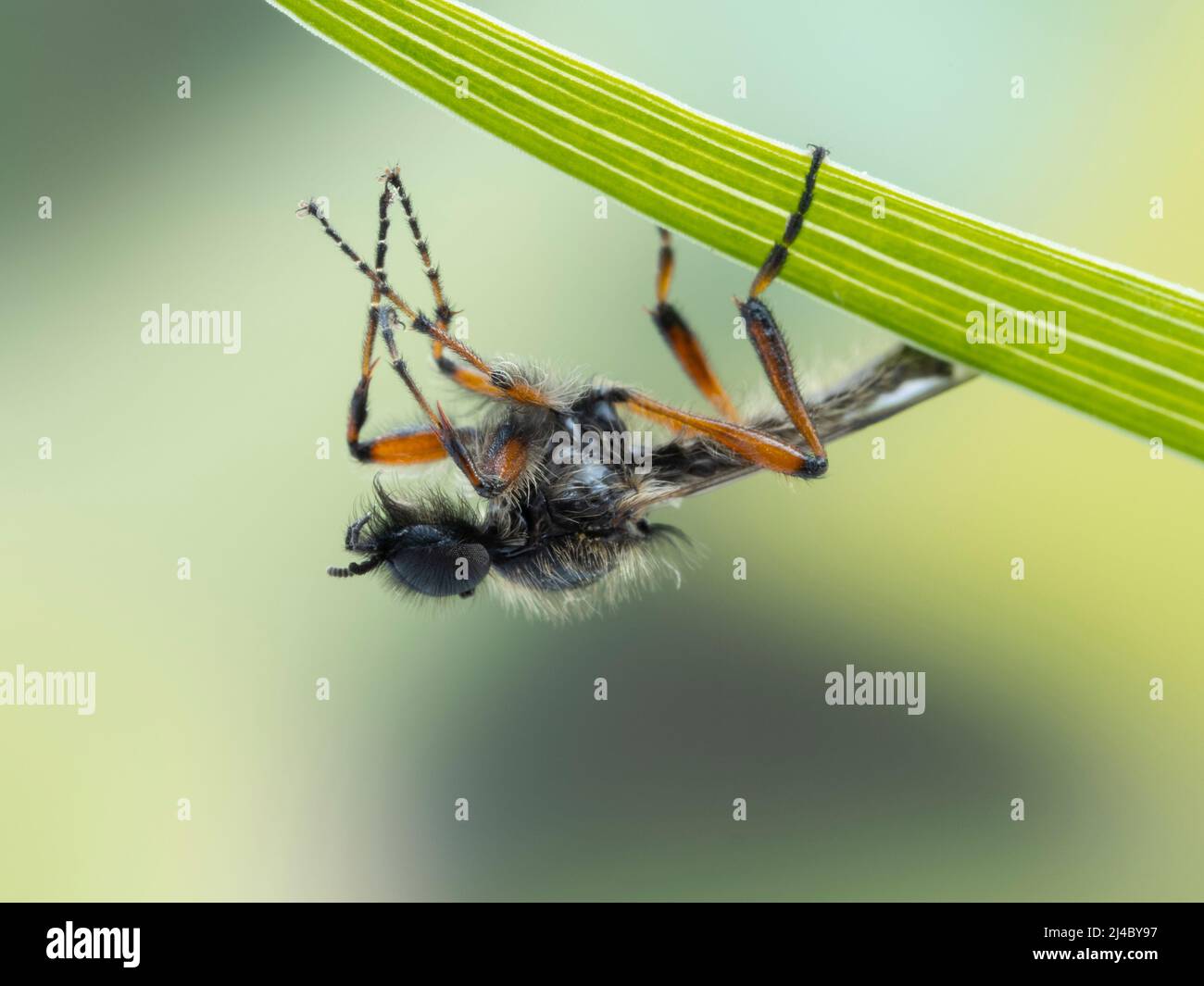 Gros plan d'une mouche de mars (Bibio vestitus) mâle colorée et velue, reposant sous une feuille de plante Banque D'Images