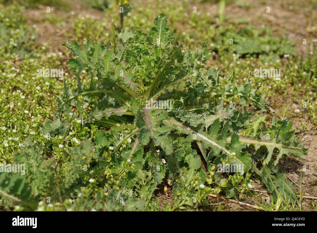 Gros plan détaillé sur un chardon-Marie émergent vert frais, Sonchus asper sur le terrain Banque D'Images