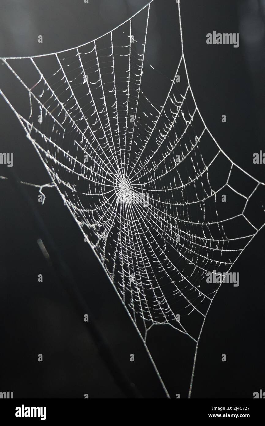 Une magnifique toile d'araignée blanche recouverte de givre se ferme sur fond sombre Banque D'Images