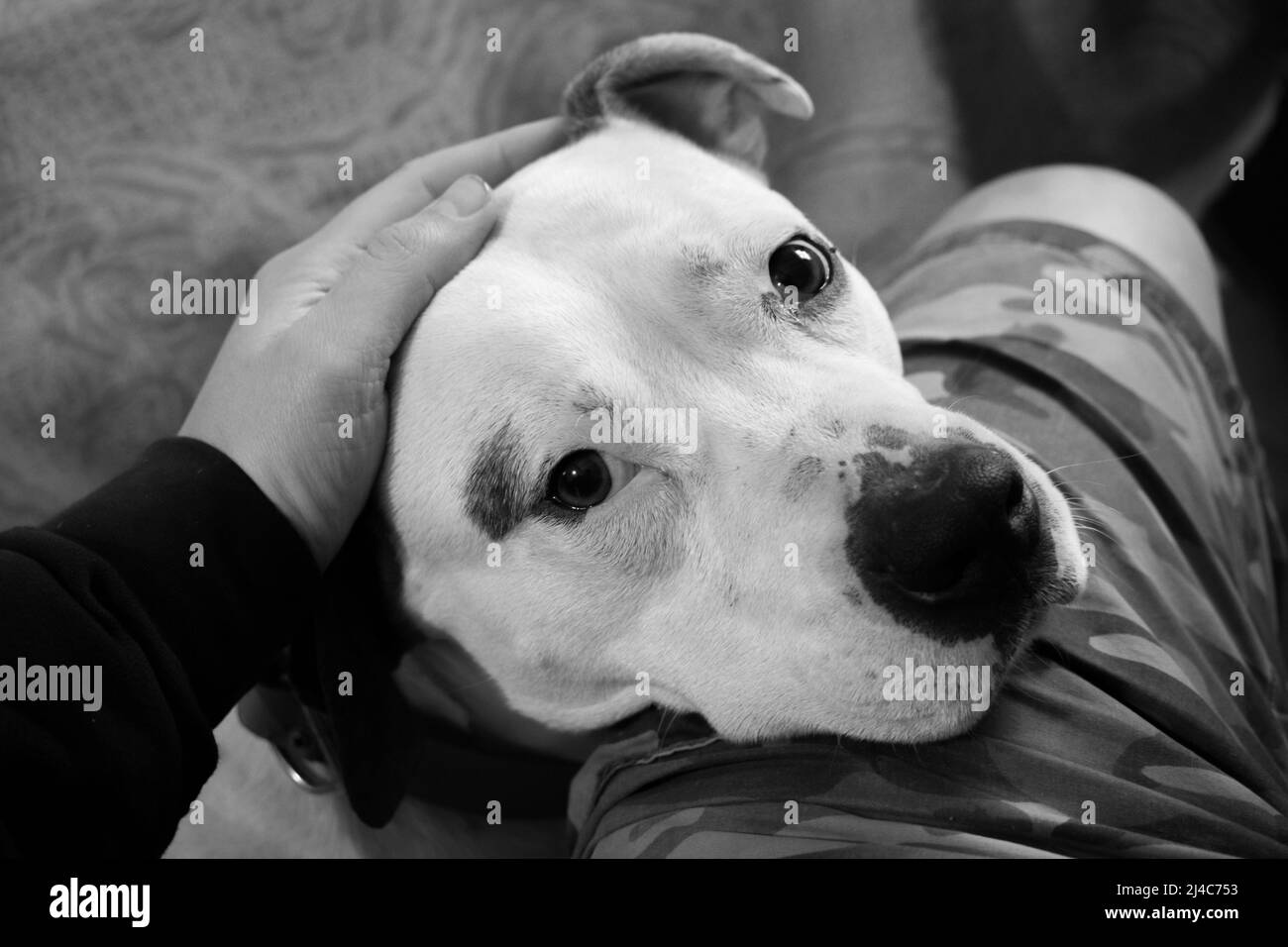 Les yeux tristes d'un chien blanc de Pitbull comme il pose la tête sur un genou de personnes regardant la caméra Banque D'Images