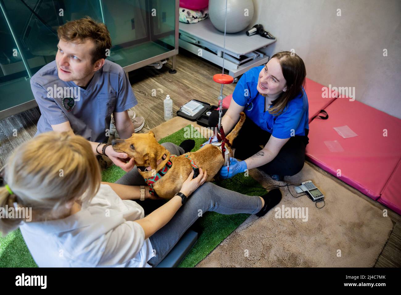 Przemysl, Pologne. 12th avril 2022. Le chien Vira reçoit un traitement de stimulation par électrode de Marta Dominiak-Drelicharz (ci-dessous), gardien d'animaux, Jakub Kotowicz (M), vétérinaire, et Mirella Nowak (r), physiothérapeute, à la clinique vétérinaire 'Ada'. Le chien Vira a été blessé par une balle dans sa colonne vertébrale dans le Donbass il y a deux à trois ans. Comme l'ablation chirurgicale est trop dangereuse, diverses thérapies sont destinées à stimuler la fonction des pattes arrière. (À dpa: 'Comment un chien de tir de l'Ukraine apprend à marcher en Pologne') Credit: Christoph Soeder/dpa/Alamy Live News Banque D'Images
