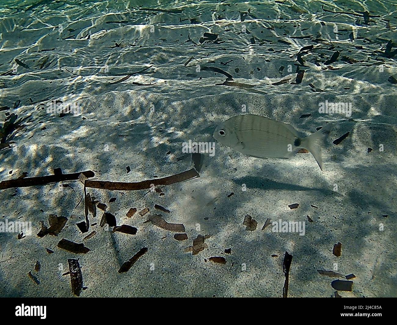 Pêchez seul parmi les sables blancs de la mer Méditerranée. Photographie aquatique, poisson léger et argenté. algues poseidonia Banque D'Images