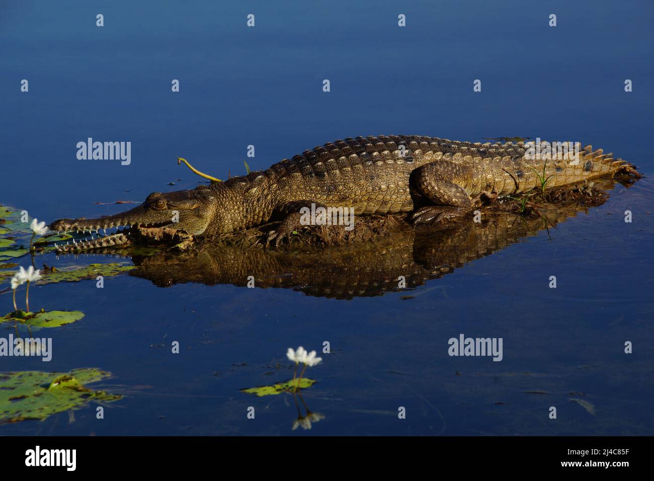 Crocodile d'eau douce (Crocodylus johnstoni), Ord River, Australie Banque D'Images