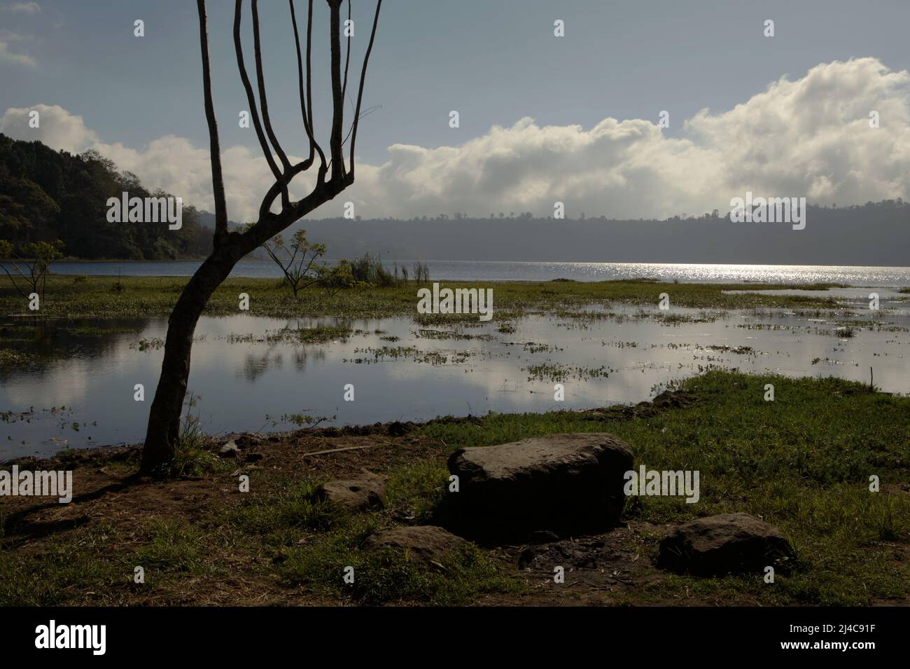 Lac Buyan à Bueleng, Bali, Indonésie. Les dommages causés à l'écosystème forestier ont causé le rétrécissement des lacs Buyan et Tamblingan qui soutiennent de nombreux villages de la régence de Bueleng, à Bali. Un chef de communauté traditionnel a déclaré que le niveau d'eau des deux lacs n'avait pas augmenté, même en saison des pluies, comme l'a cité Kompas.com le 29 juin 2021. Les deux lacs rétrécissent d'environ 100 mètres, ou équivalent à 4 mètres de baisse du niveau d'eau depuis 2000, a déclaré le rapport. Banque D'Images