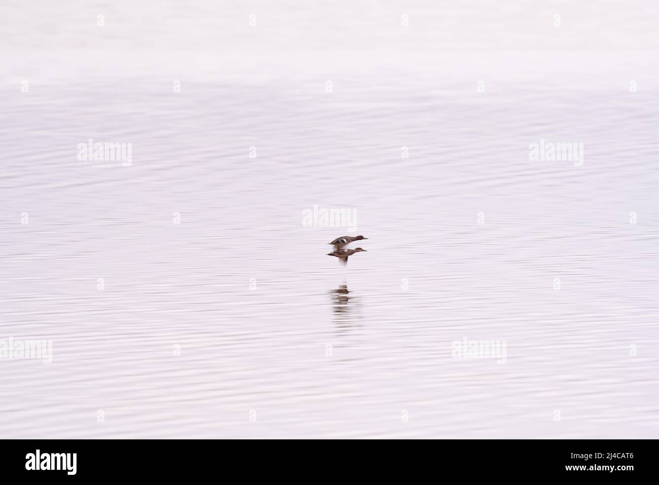 Paire de canards volant au-dessus du lac calme à l'aube Banque D'Images