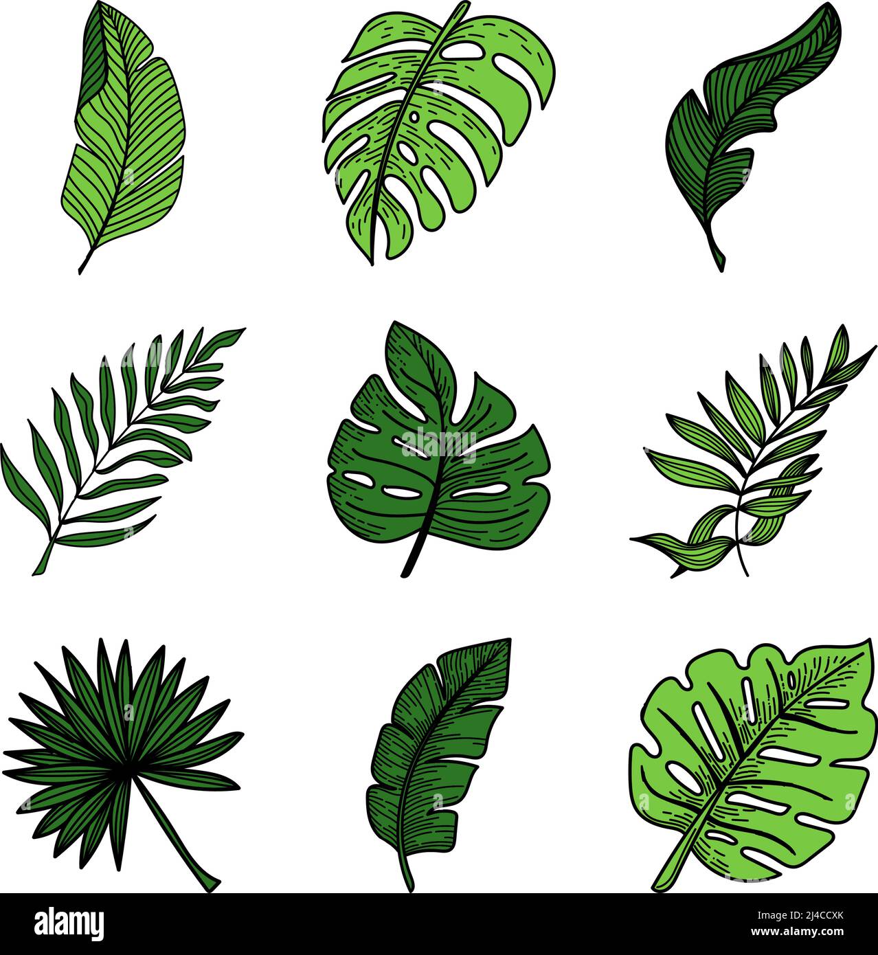Ensemble d'éléments tropicaux feuilles de monstre tropical, feuilles de banane, etc. Des éléments de style doodle dessinés à la main, des verts brillants. Tropiques. Été Illustration de Vecteur
